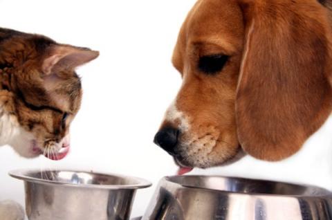 Porque darle Alimento Holistico a tu mascota Porque darle Alimento Holistico a tu mascota